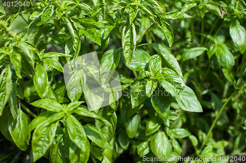 Image of Fresh harvesting basil