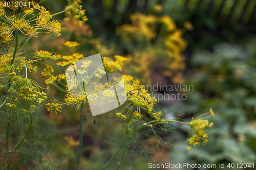 Image of Fresh harvesting dill