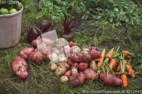 Image of Harvest of fresh vegetables