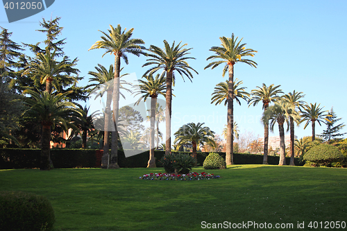 Image of Mediterranean Palm Garden
