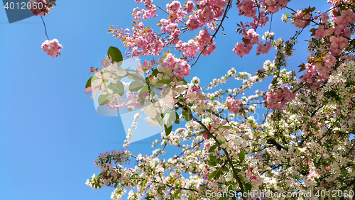 Image of Branches of blossom spring trees