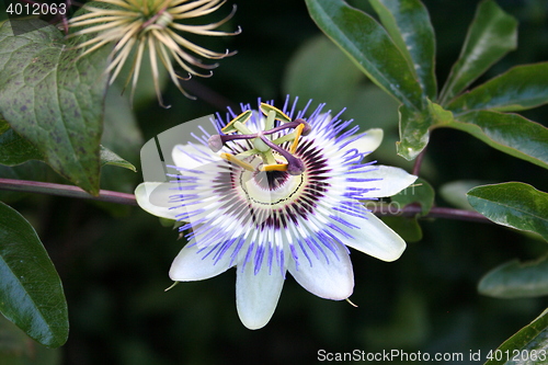 Image of Passion flower