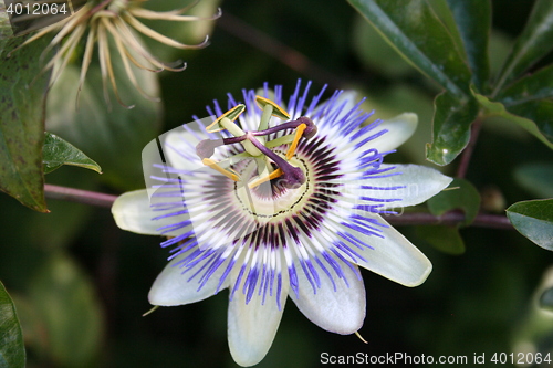 Image of Passion flower