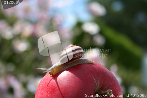 Image of Snail on apple