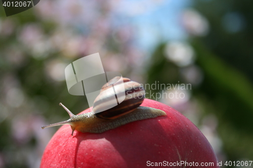 Image of Snail on apple