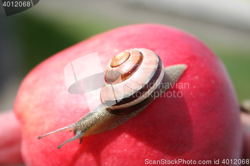 Image of Snail on apple