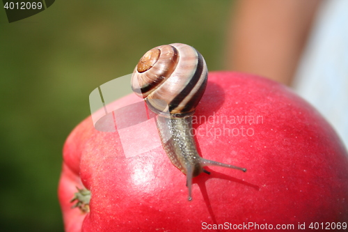 Image of Snail on apple