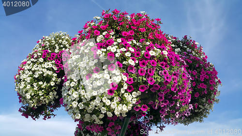 Image of Flowers of bright petunia 