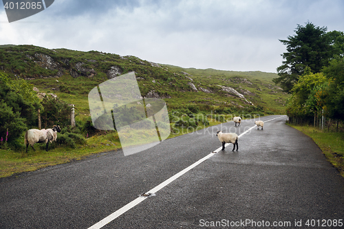 Image of sheep grazing on road at connemara in ireland