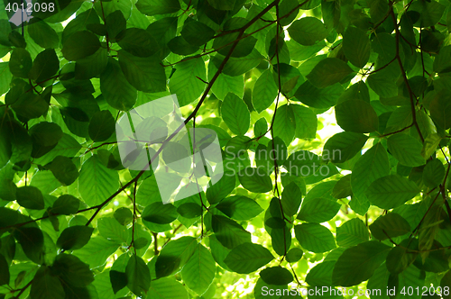 Image of green beech tree leaves