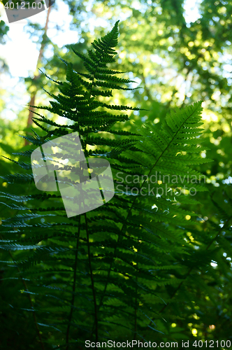 Image of green fern leaves texture