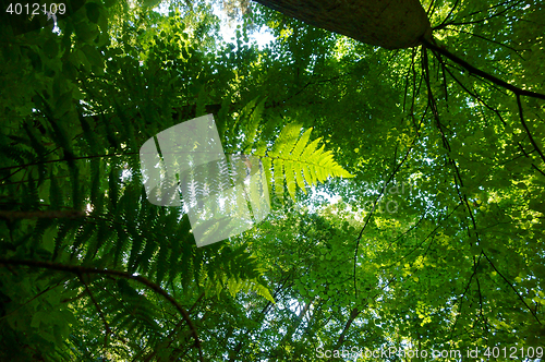 Image of green fern leaves texture