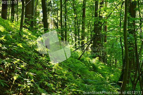 Image of green dark forest 