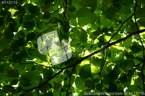 Image of green beech tree leaves