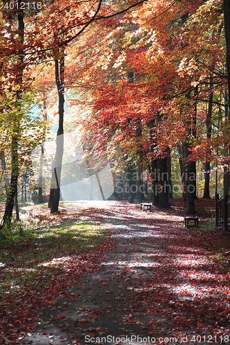Image of nice autumn park 