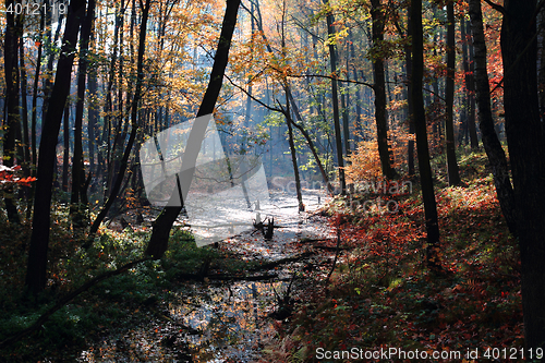 Image of small autumn brooklet