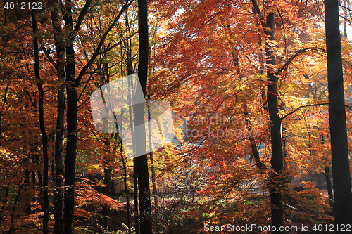 Image of color autumn forest 