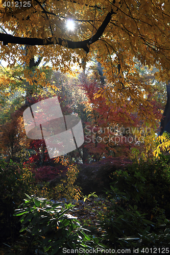 Image of color autumn forest 