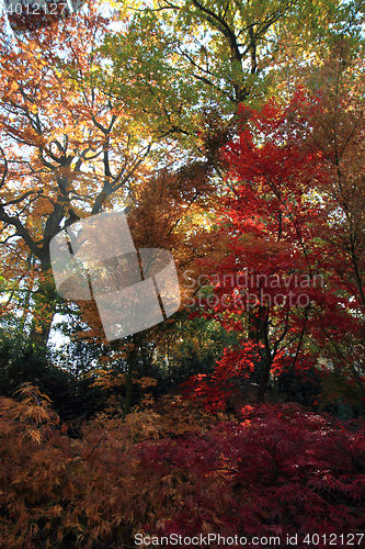 Image of color autumn forest 