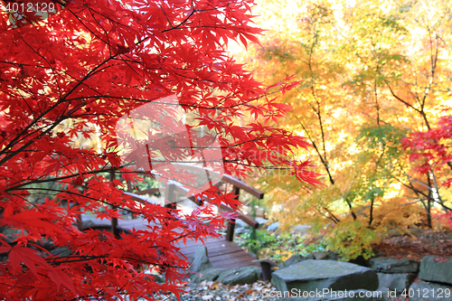 Image of autumn leaves background