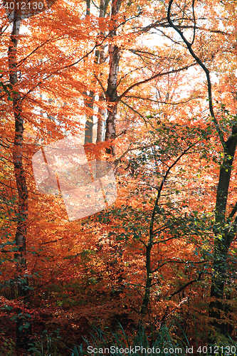 Image of color autumn forest 