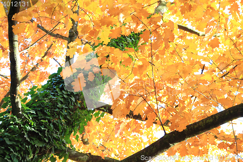 Image of autumn leaves background