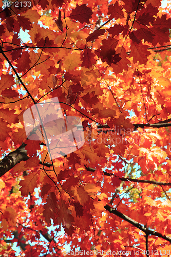Image of autumn leaves background