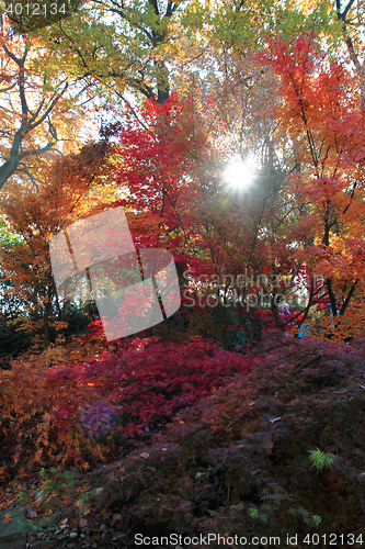 Image of color autumn forest 