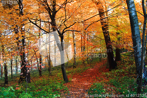 Image of nice autumn park 