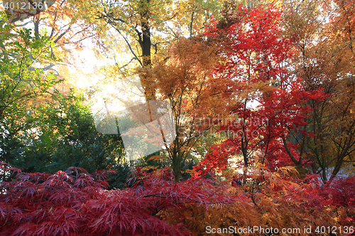 Image of color autumn forest 