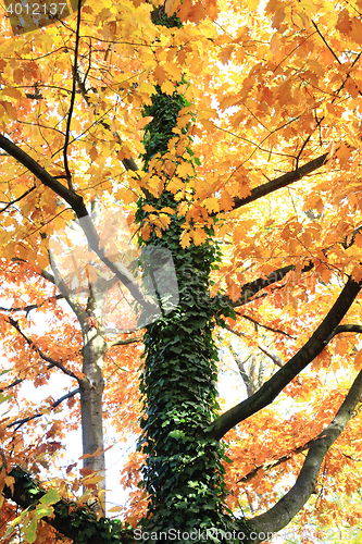Image of autumn leaves background