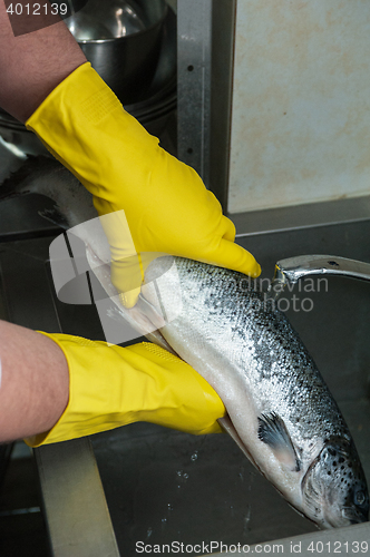 Image of cleaning salmon fish 