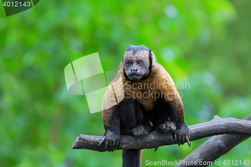 Image of Brown Capuchin monkey