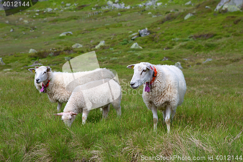 Image of Sheep in Lysefjord