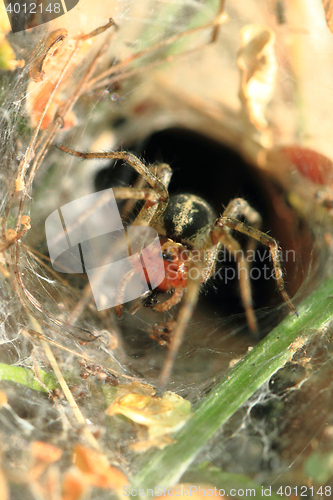 Image of small spider in his nestle