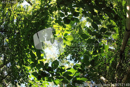 Image of green dark forest 