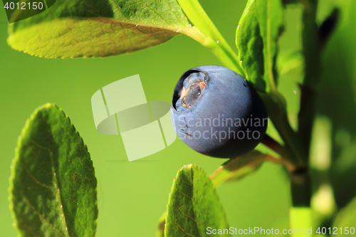 Image of detail blueberry plant 