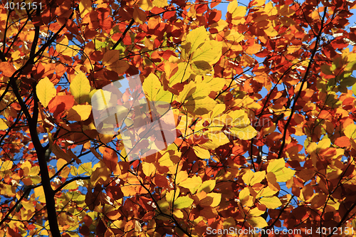 Image of autumn leaves background