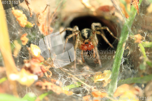 Image of small spider in his nestle