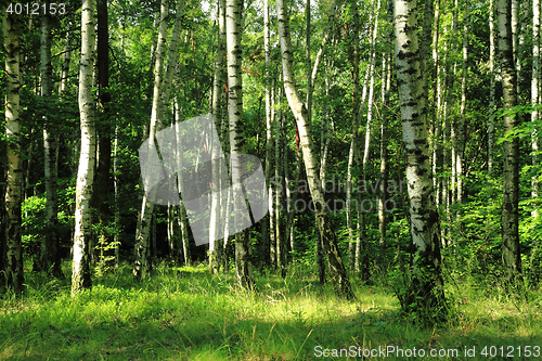 Image of green dark forest 