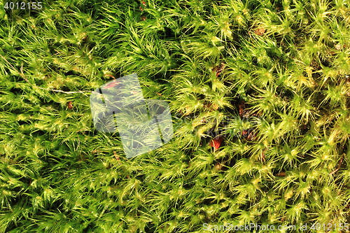 Image of green moss texture