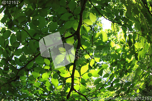 Image of green dark forest 