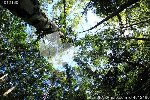 Image of green dark forest 
