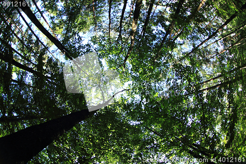 Image of green dark forest 