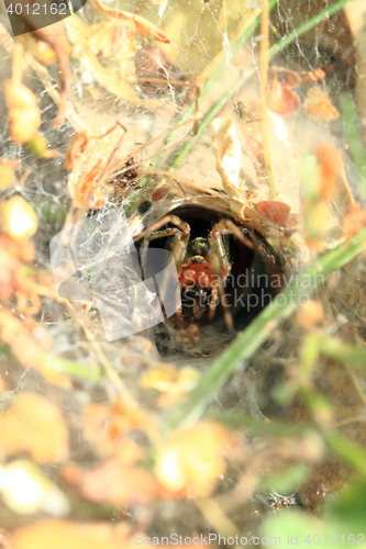 Image of small spider in his nestle