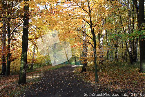 Image of color autumn forest 