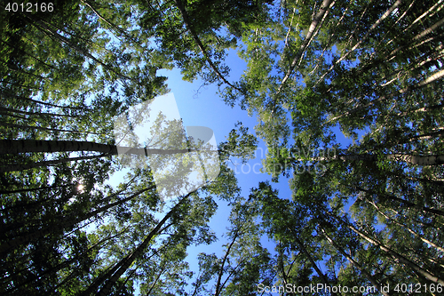 Image of green dark forest 