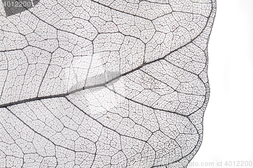 Image of dried leaves as nice background