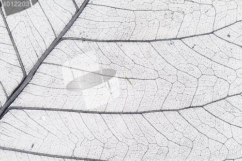 Image of dried leaves as nice background