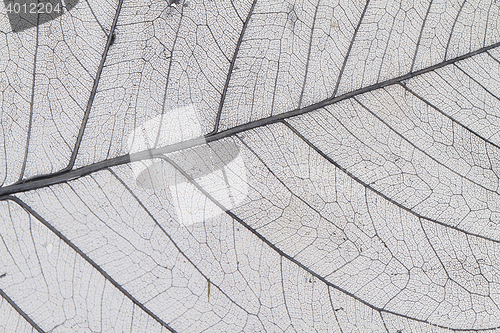 Image of dried leaves as nice background